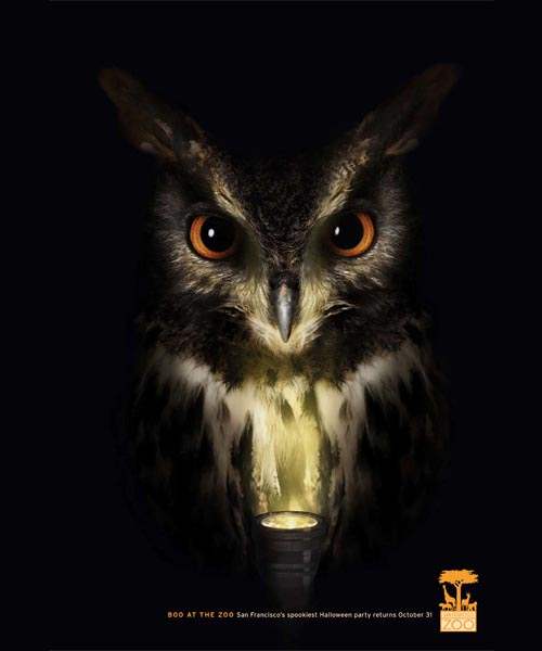 san-fransisco-Zoo-owl
