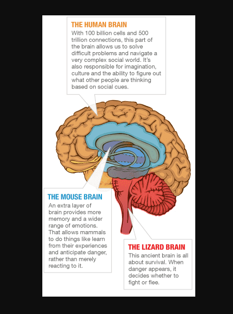 đồ họa cho thấy ba lớp của não người: bò sát, chuột và người
