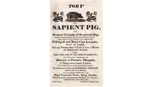 Toby The Sapient Pig Những Điều Thú Vị Bạn Chưa Nhận Ra Về Áp Phích - Toby The Sapient Pig