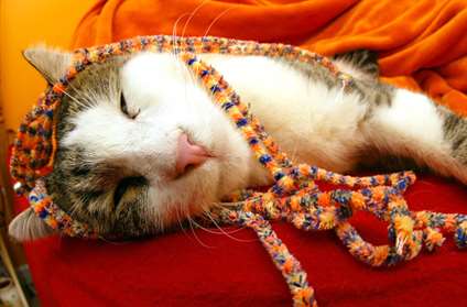 1656712228 682 16 buc anh thu cung hoan hao cho buu thiep