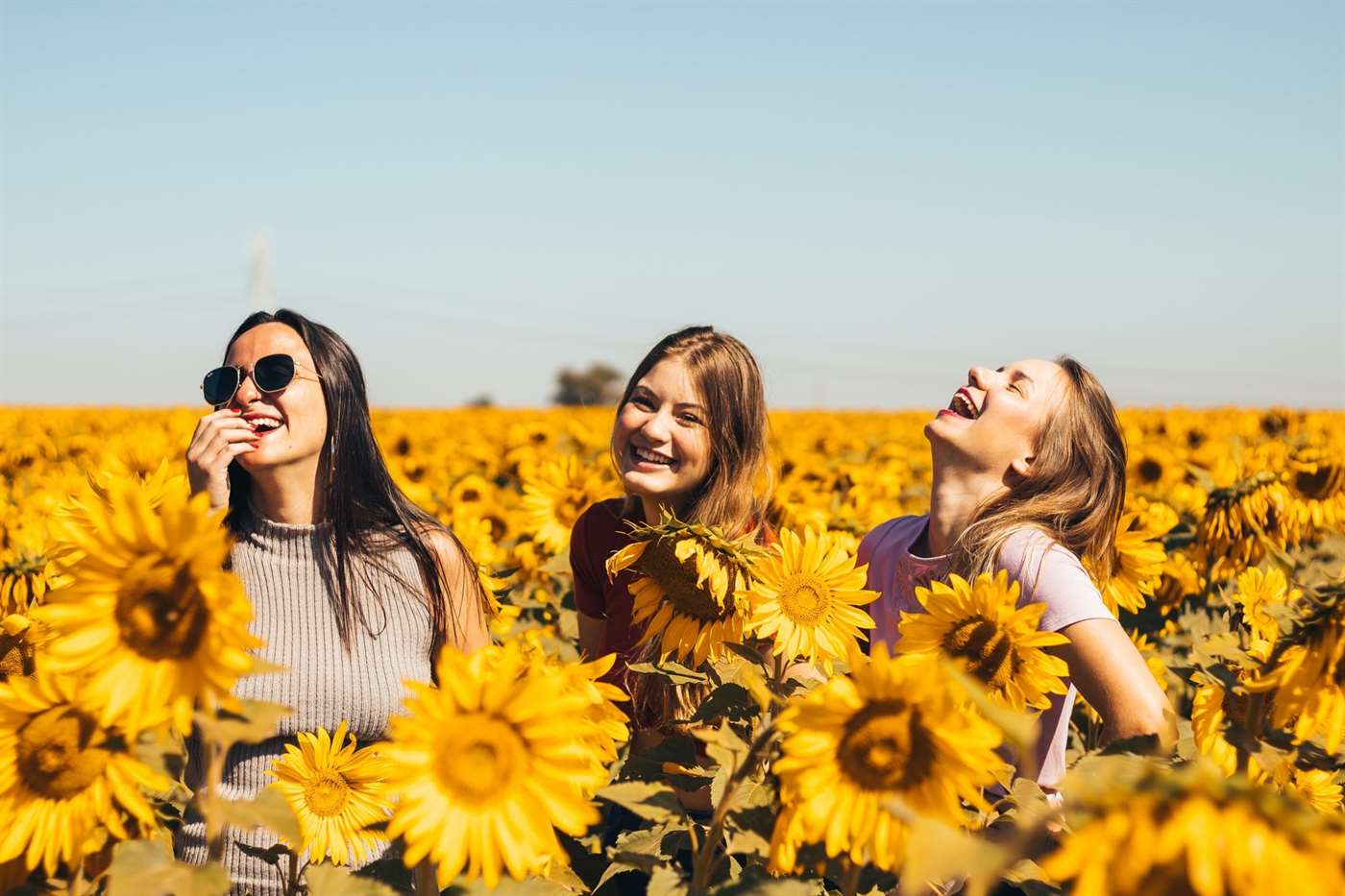 Ba người bạn cười trong cánh đồng hoa hướng dương