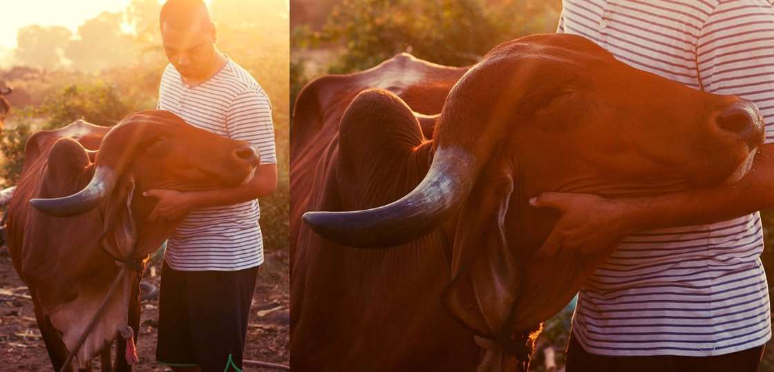 Ajinkya thể hiện tình yêu thương với một trong những con bò của mình trong trang trại vào lúc hoàng hôn.